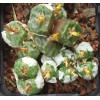 C.angel.ssp tetragonum - Seed